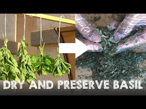 When should you dry basil?