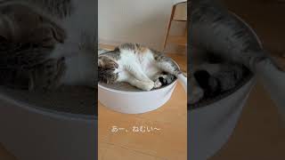 【relax】　リラックス　疲れたみなさんへ！　学習の合間に・・・　 #Shorts