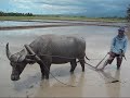 plowing rice fields with carabao