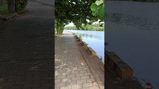 canal walking നദി ഒഴുക്ക്      #shortfeed #shortvideo #nature