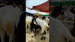 Bakra Mandi 2023 | Mandi 2023 | Khi Bakra Mandi | Qurbani In Pakistan| Karachi Qurbani #FQ #shorts