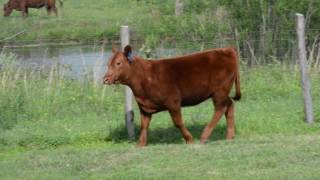 BCR Ventures 2017 Select Heifer Sale Tag 667D