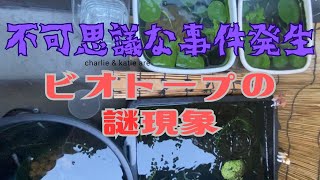 【ビオトープの謎現象】なぜメダカがここに？不可思議な事件発生！【メダカの屋外ビオトープ】