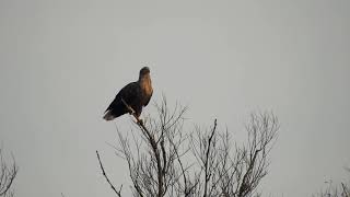 Vroege Vogels - Vliegende zeearend