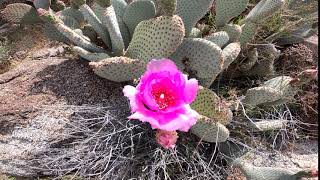 GH010081 Glorieta Canyon, Borrego Springs 2020-0328