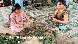 Thu Hoạch Hành Lá-Vui Mừng Vì Có Đơn Hàng Hẹ Giống Đầu Tiên#Hồng Cẩm CSMT/61