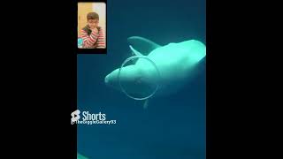 Beluga Whale is AMAZED by Tricks!  | #viral #ytshorts #belugawhale #shorts #reaction