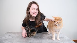 How to Introduce 2 Cats in 5 Proven Steps