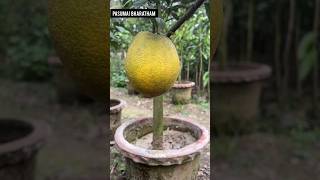 இது புதுசு 🍊!? 😋 | Dekopon a Sweetest Orange on the way! | PASUMAI BHARATHAM AGRICULTURE SOLUTIONS