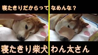 寝たきり柴犬わん太さん なめてる？【老犬介護】