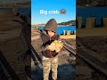 Настоящий добытчик поймал большого краба июль 2023. макар папа америка crab ярополов глеб