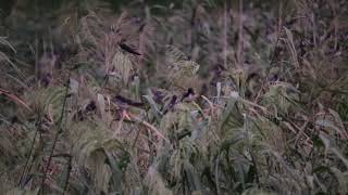 細口池公園　ツバメのねぐら入り　デジイチ版　その③