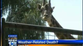 Cold claims life of Clovis zoo animal