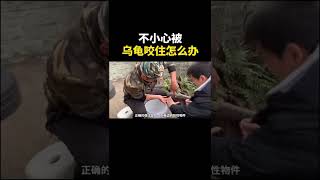 被乌龟咬住后，越咬越紧，打死不松口怎么办？#科普