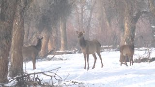 野生動物の餌確保、冬春の食料不足緩和　新疆ウイグル自治区