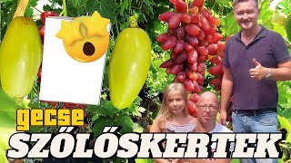 🍇 SZŐLŐSKERTEK 2./13.rész ►GECSE ► Gigantikus bogyók