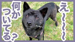 【甲斐犬】顔を汚しながらワンコ同士で遊ぶキッズ犬が無邪気で可愛すぎる！