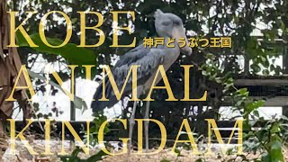 【神戸どうぶつ王国】 Kobe Animal Kingdom