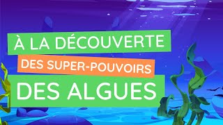 Le pouvoir des algues : le mystère de ces plantes marines révélé !