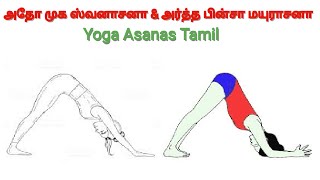 Adho Mukha Shvanasana \u0026 Artha Pinsa Mayurasana Tamil | Downward Facing Dog Pose | Yoga Asanas Tamil