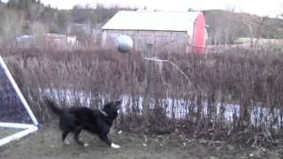 Lystig (en hund) spiller fotball