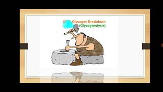 Asst.Prof.P.K.Gakkhad: Glycogen Degradation (TYBSc Metabolism MB343) Lec:25