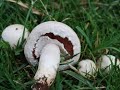 Identifying the Field Mushroom, Agaricus campestris