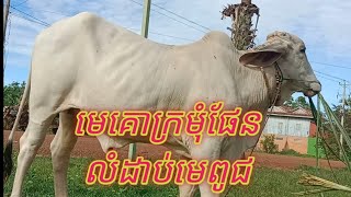 មេគោខ្មែរក្រមុំផែនល្អស្អាត