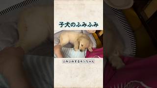 子犬のふみふみ#ゴールデンレトリーバーgolden #ゴールデンレトリバー #goldenretriever