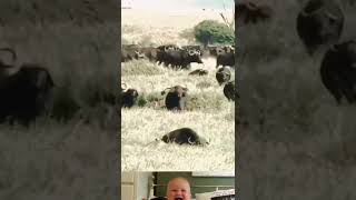 Lions Attack On Buffalo 😱 | Animal Fighting Video | #shorts #youtubeshorts