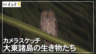 大東諸島の生き物たち「ダイトウコノハズク」【カメラスケッチ】（沖縄テレビ）2021/11/18