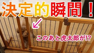 早く遊びたい愛犬トイプードルがとった行動が面白い！