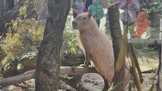 New Capybara at the Sacramento Zoo