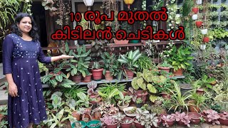 വിലക്കുറവിൽ ചെടികൾ |പാർട്ട് 2|Huge offer|Plants starting from 10/-|crAzy giRls-Gardening nd Cooking