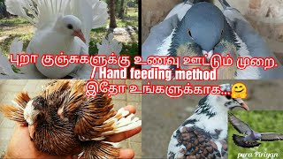 புறா குஞ்சுகளுக்கு உணவு ஊட்டும் முறை/Hand feeding method