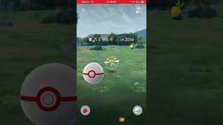 ポケモン捕獲戦　パート617 ポケモンgo カミツルギ