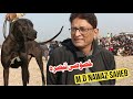 Famous bully dog toka | pakistani aggressive bully | bully dog life | sial daily vlog | md nawaz