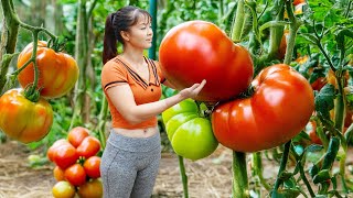 Harvesting Tons of Tomatoes, Use A 3-Wheeled Vehicle Transport Tomatoes Goes To Market Sell