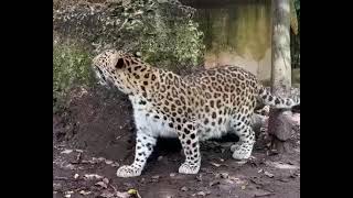 Leopard enjoying in ZWF🐾