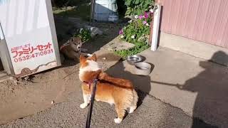 【コーギー】茶太郎に何度もおしっこをかけられる犬Corgi who can pee on Shiba Inu many times