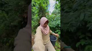 Lanjutan Di Kebun #minivlog #adayinmylife #bolang