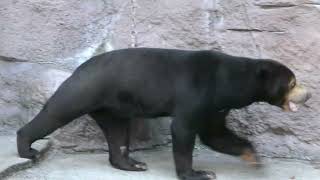 マーサ(マレーグマ) 天王寺動物園 4k動画 Malayan sun bear ごはんやウンコも