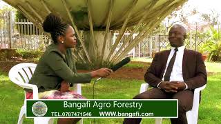 GENERAL MANAGER - BANGAFI COMPANYS CLARIFIES ISSUES