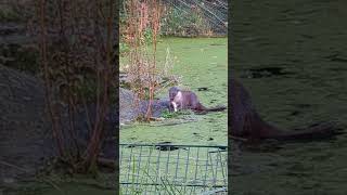 Sieh nur, wie glücklich dieser Otter seinen Fisch frisst 😍😍😍