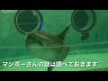 【鴨川シーワールド】クラゲライフ！クラゲを眺める癒し動画♡数種類のクラゲを紹介してます！おまけはマンボーさん！！胸びれ発見！！