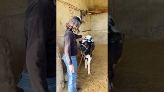 Hezu choti cow se bhut dar gai thi 🥹#Shorts #Viral #Trending #cow video