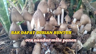 PANEN RIBUAN JAMUR DALAM SATU TEMPAT