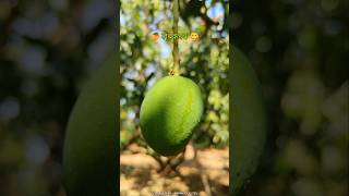 कोकणातील आंबा लवकरच येतोय आपल्या भेटीला 😍|#mango #kairi #aamba #coomingsoon #kokan #shorts #village