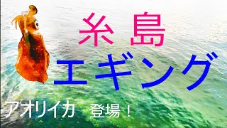 糸島でエギング（YOUTUBE始めました）