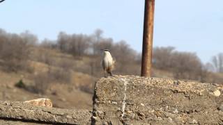 Kaya sıvacısı ötüşü  - Rock nuthatch - Sitta neumayer sounds